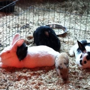 Sure, pigs and bunnies get along.  Doesn't everyone like a Pig Scarf and a soft Bunny Bed?